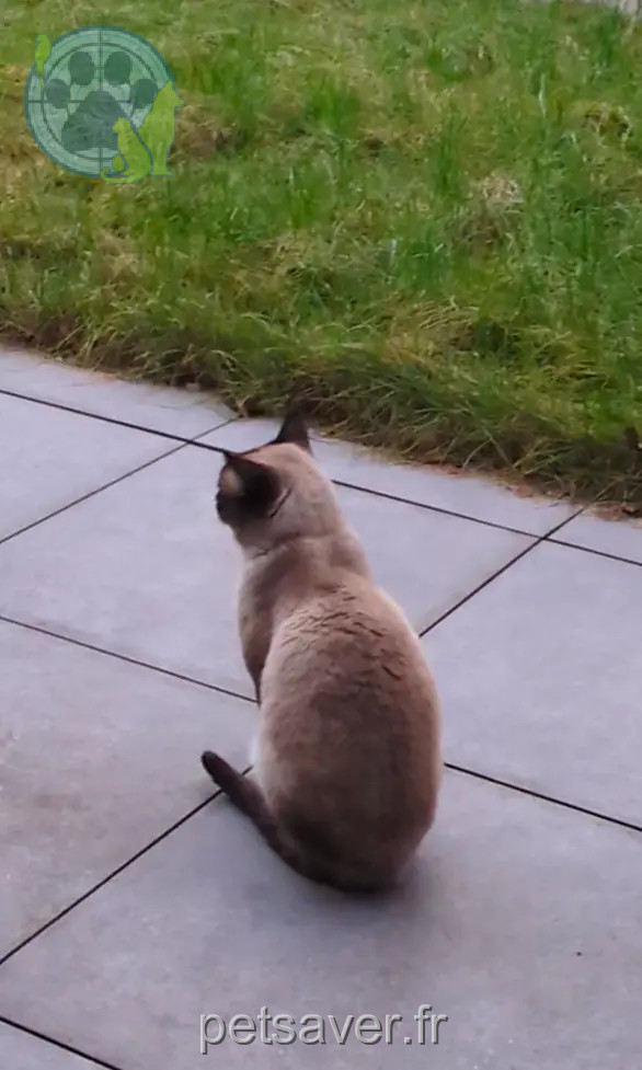 chat retrouvé D 51 36230 Sarzay chat reunited D 51 36230 Sarzay