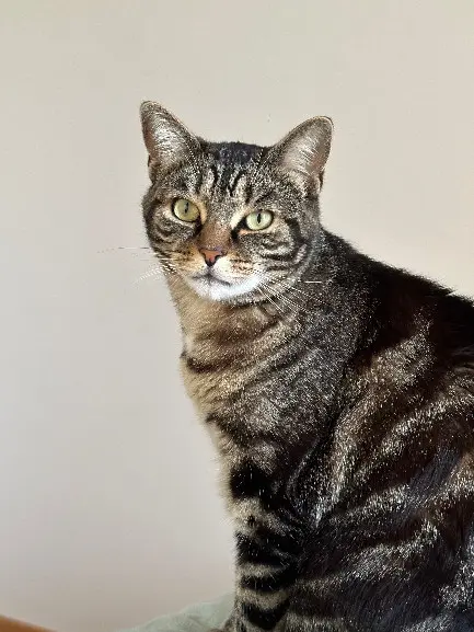 Chat Perdu 36 Indre - Bao Chat Perdu 36 Indre - Bao
