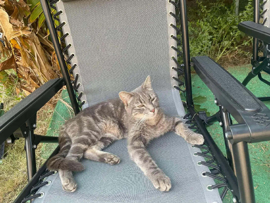 Kater wiedergefunden D 51 36230 Sarzay Billy Kater reunited D 51 36230 Sarzay Billy