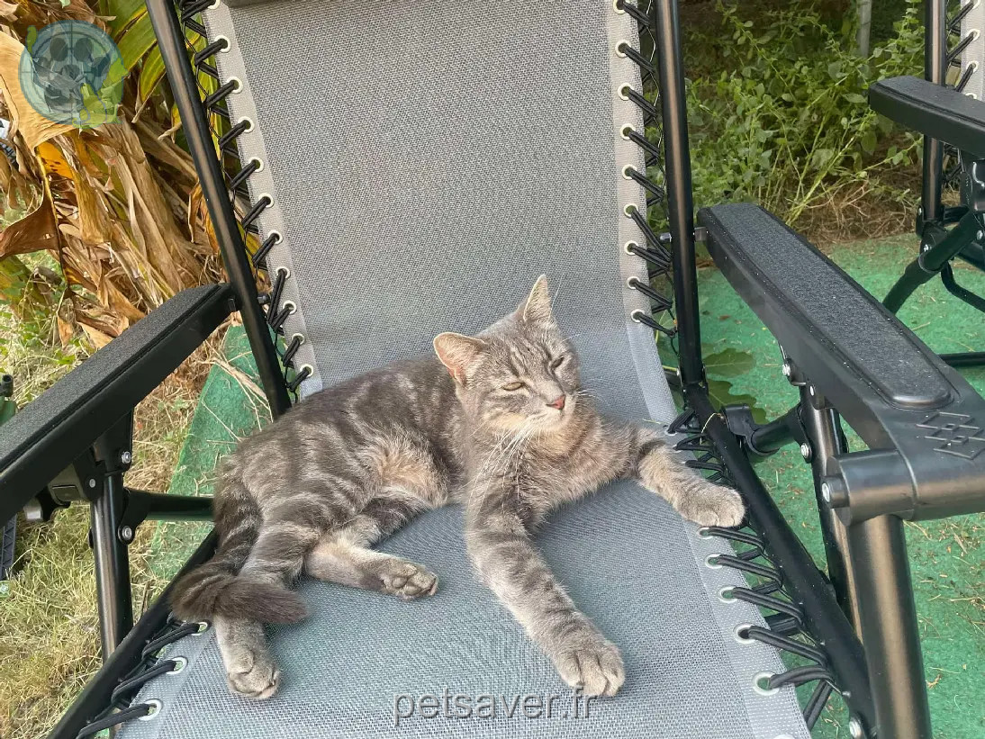 gato reunido D 51 36230 Sarzay Billy gato reunited D 51 36230 Sarzay Billy