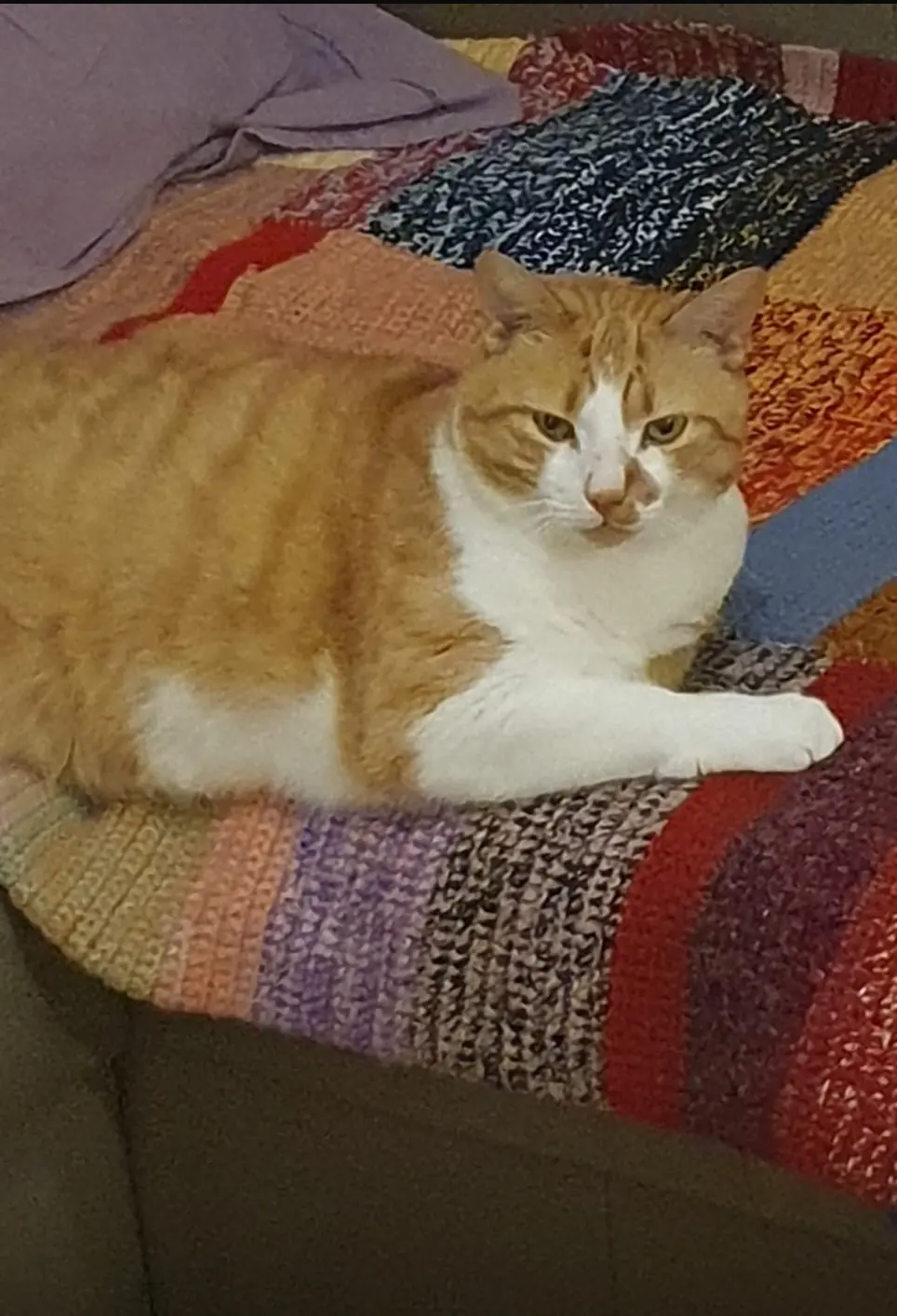 Chat Perdu 36 Indre - Billy Chat Perdu 36 Indre - Billy
