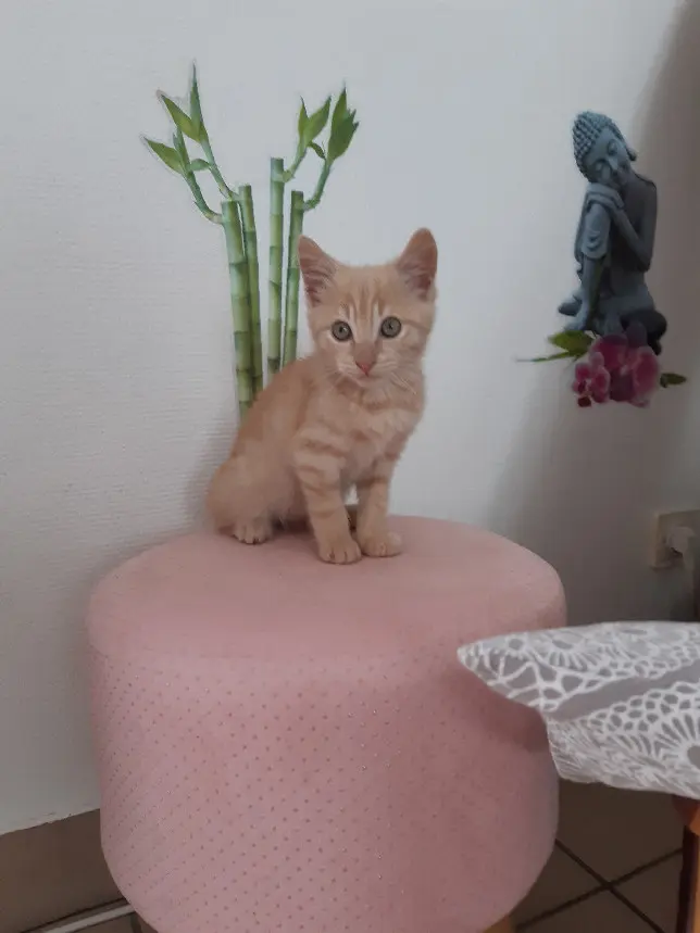 Chat Perdu 36 Indre Chat Perdu 36 Indre