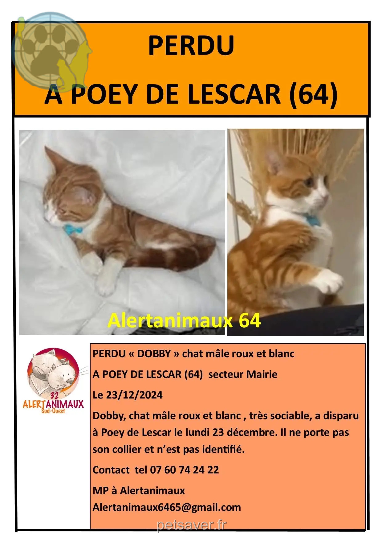 chat retrouvé D 51 36230 Sarzay Bobby chat reunited D 51 36230 Sarzay Bobby