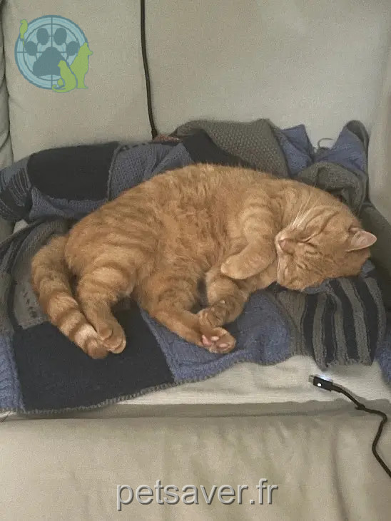 Chat Perdu 36 Indre - Cookie Chat Perdu 36 Indre - Cookie