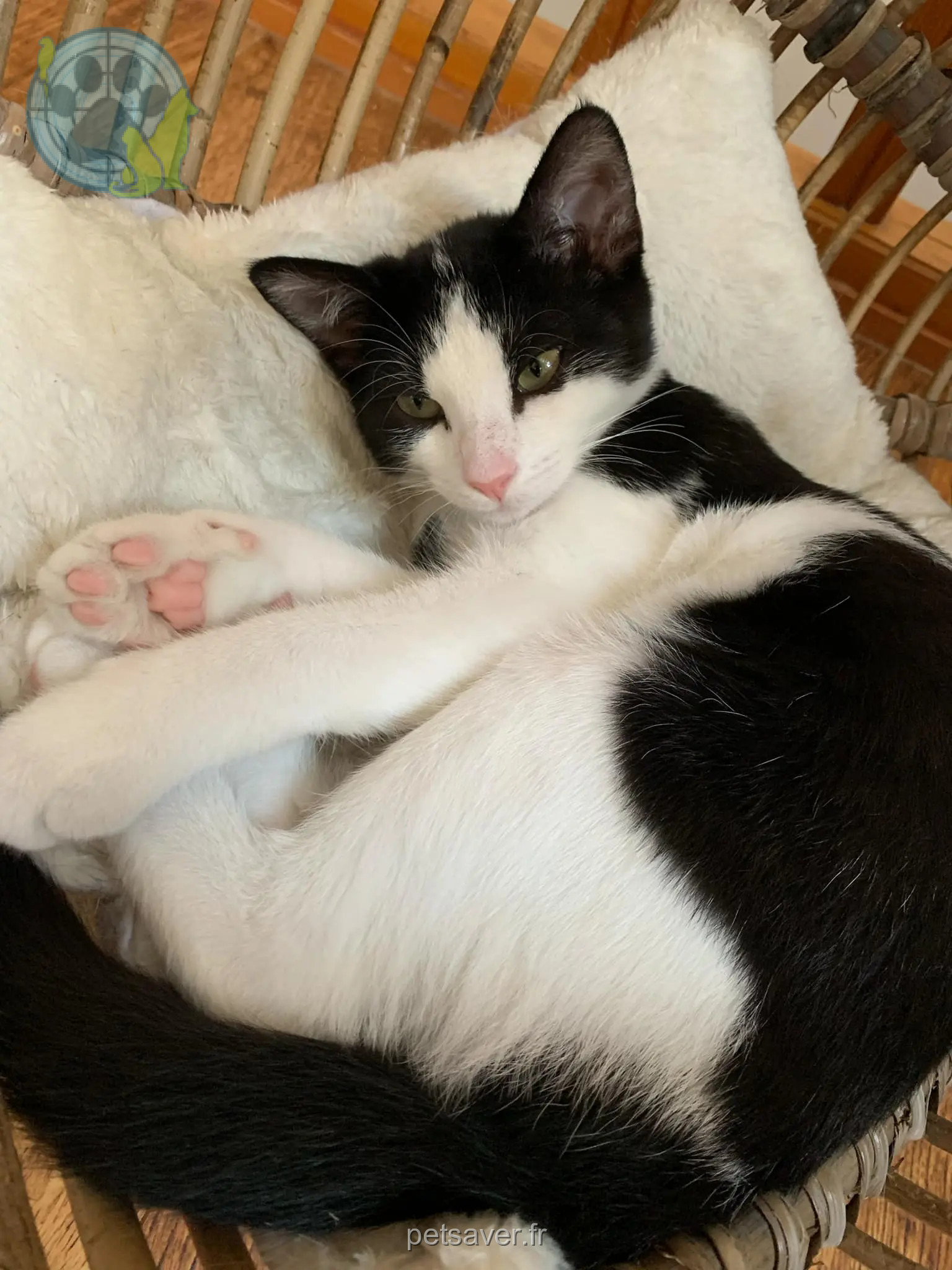 gatto ritrovato D 51 36230 Sarzay gatto reunited D 51 36230 Sarzay