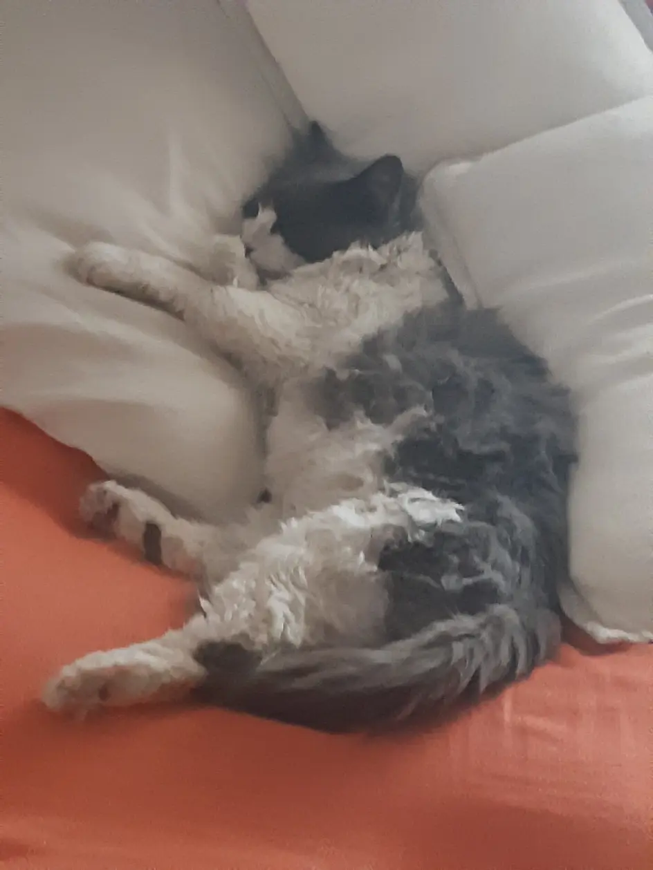 chat reunited  D 51 36230 Sarzay Gouter