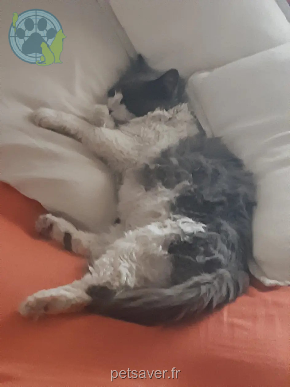 gatto ritrovato D 51 36230 Sarzay Gouter gatto reunited D 51 36230 Sarzay Gouter