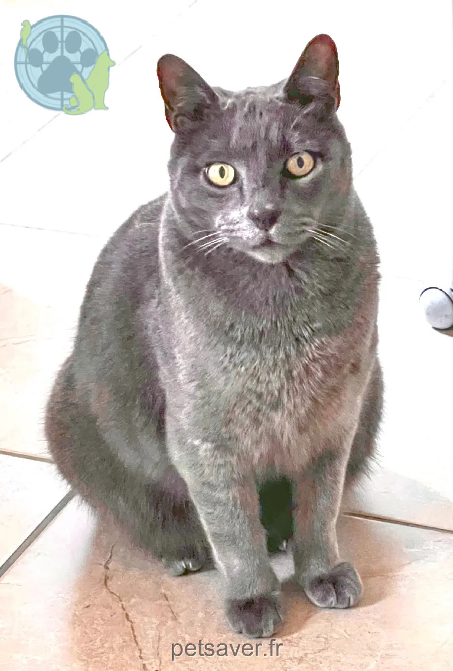 Chat Perdu 36 Indre - Grisou