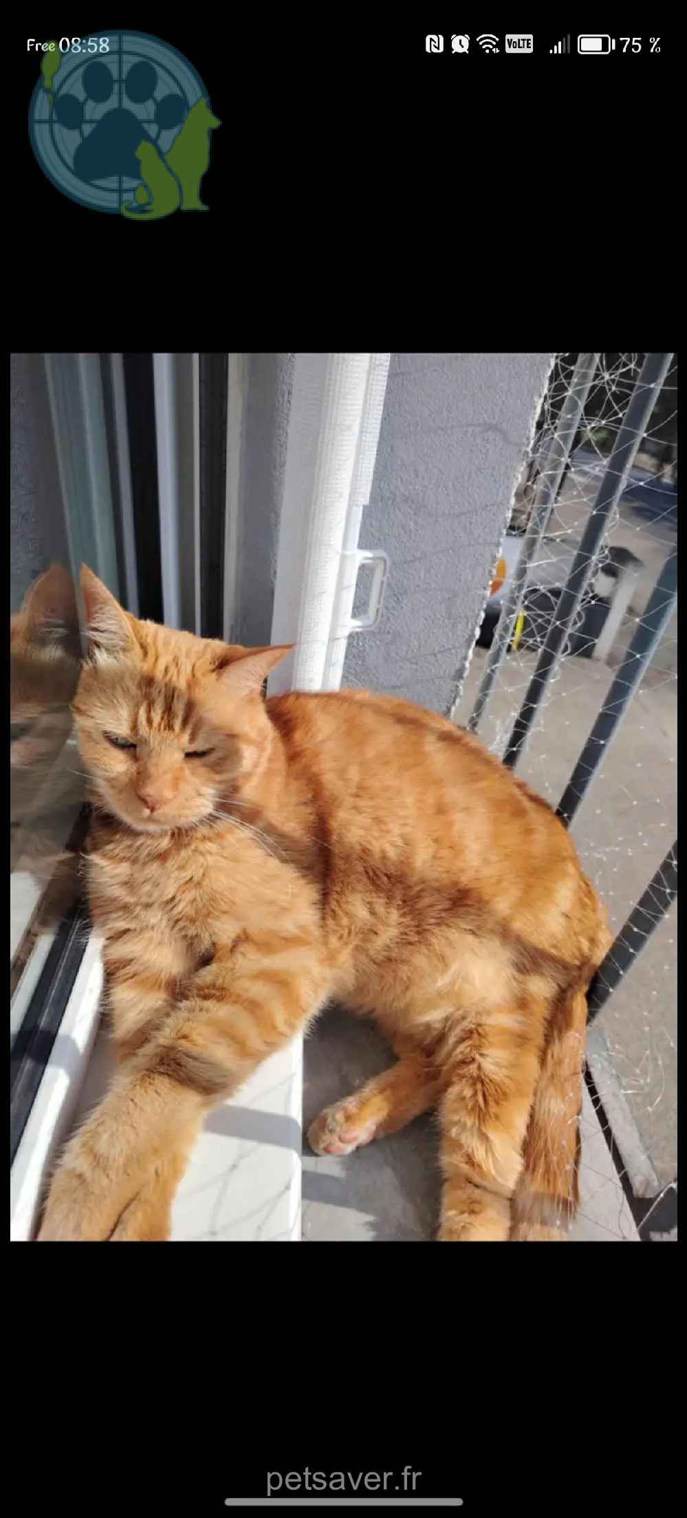 gatto ritrovato D 51 36230 Sarzay Haribo gatto reunited D 51 36230 Sarzay Haribo