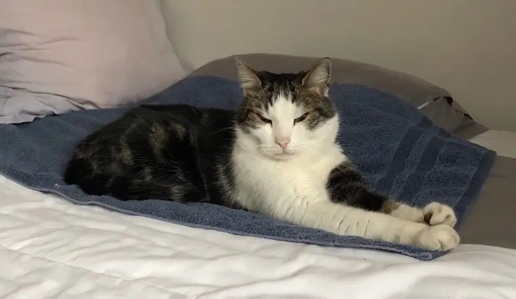 Chat Perdu 36 Indre Chat Perdu 36 Indre