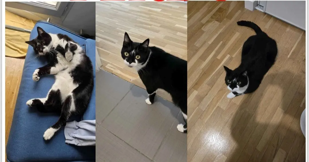 Chat Perdu 36 Indre - Noctis Chat Perdu 36 Indre - Noctis
