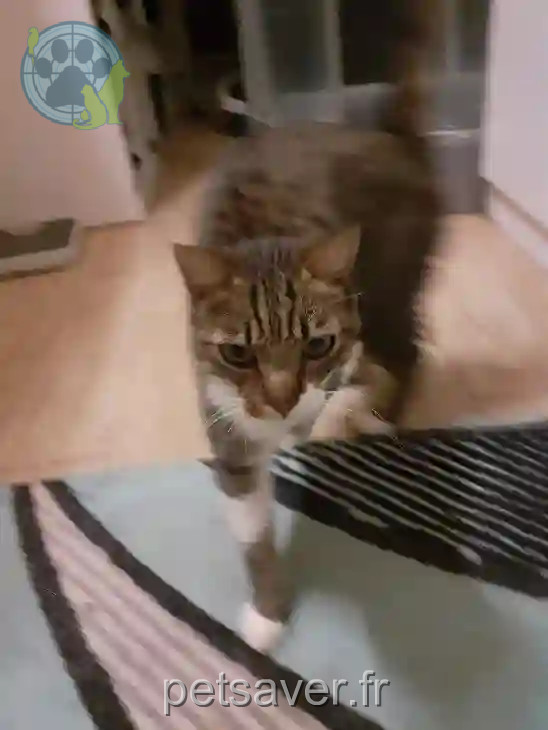 Chat Perdu 36 Indre - Obiwan Chat Perdu 36 Indre - Obiwan