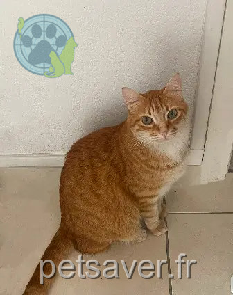 Chat Perdu 36 Indre - Oscar Chat Perdu 36 Indre - Oscar