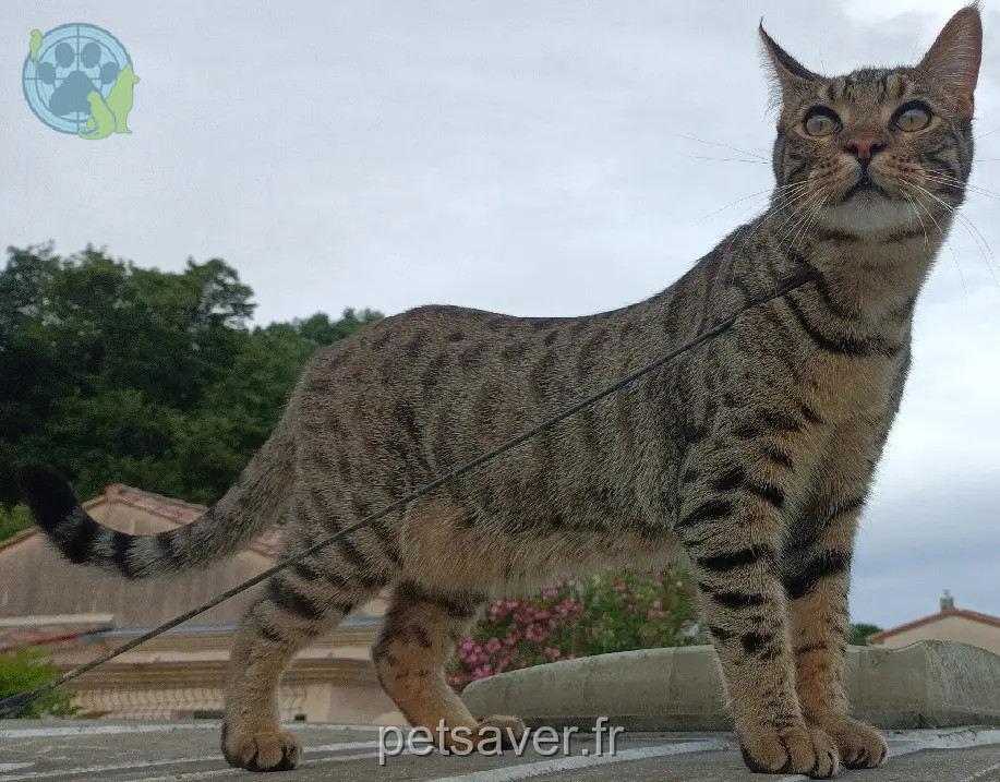 cat reunited D 51 36230 Sarzay Pyla cat reunited D 51 36230 Sarzay Pyla