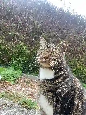 Chat Perdu 36 Indre - Robby Chat Perdu 36 Indre - Robby