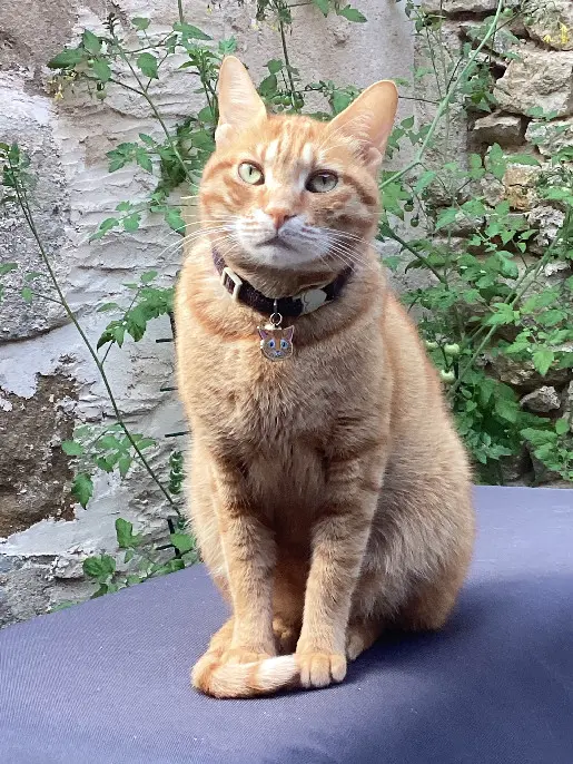 Chat Perdu 36 Indre - Rocky Chat Perdu 36 Indre - Rocky