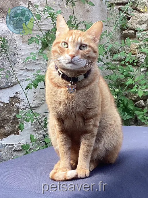 Chat Perdu 36 Indre - Rocky Chat Perdu 36 Indre - Rocky