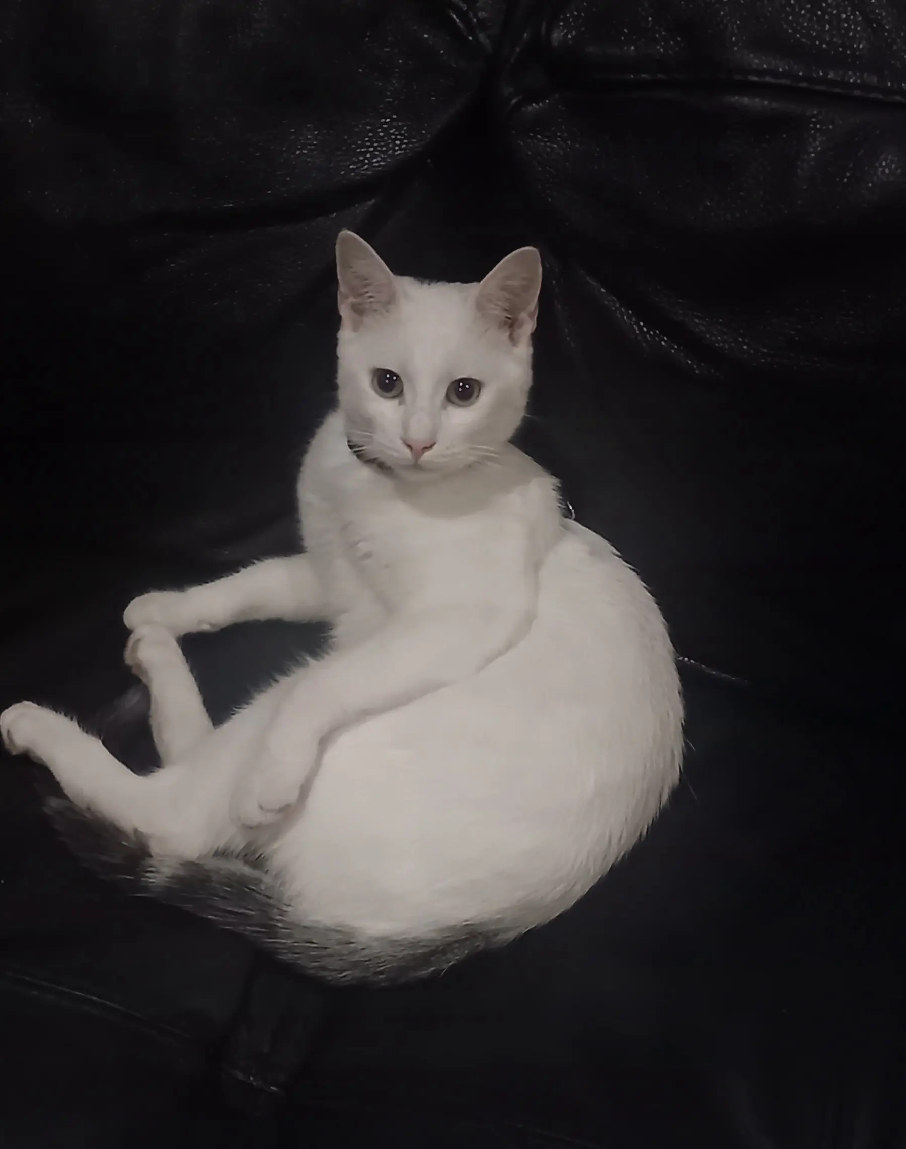 Chat Perdu 36 Indre - Sasha Chat Perdu 36 Indre - Sasha