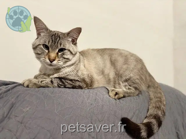 chat reunited 36700 Fléré-la-Rivière Tao