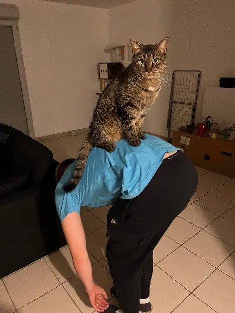 Chat Perdu 36 Indre - Twister Chat Perdu 36 Indre - Twister