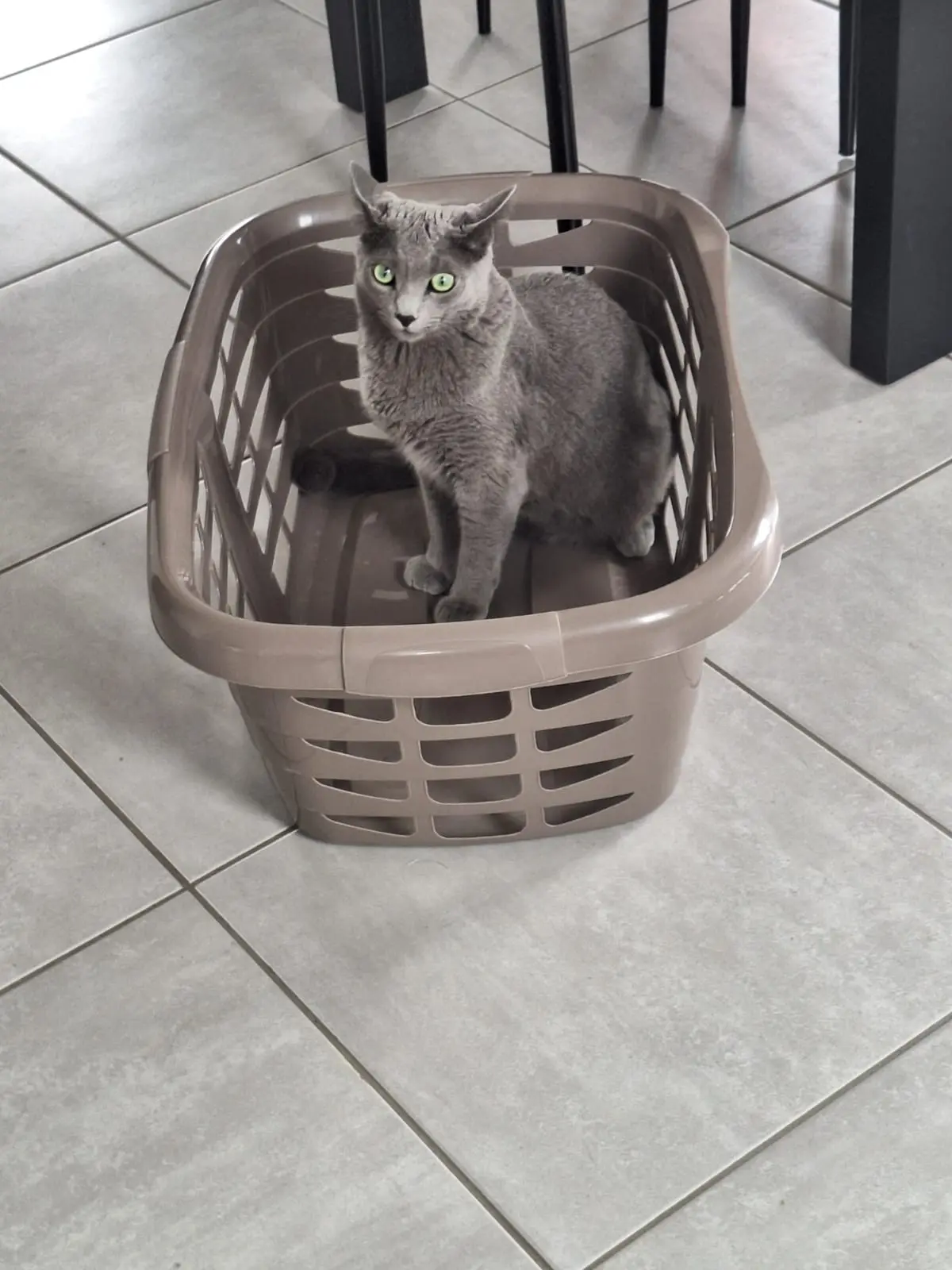kater teruggevonden D 51 36230 Sarzay Ulysse kater reunited D 51 36230 Sarzay Ulysse