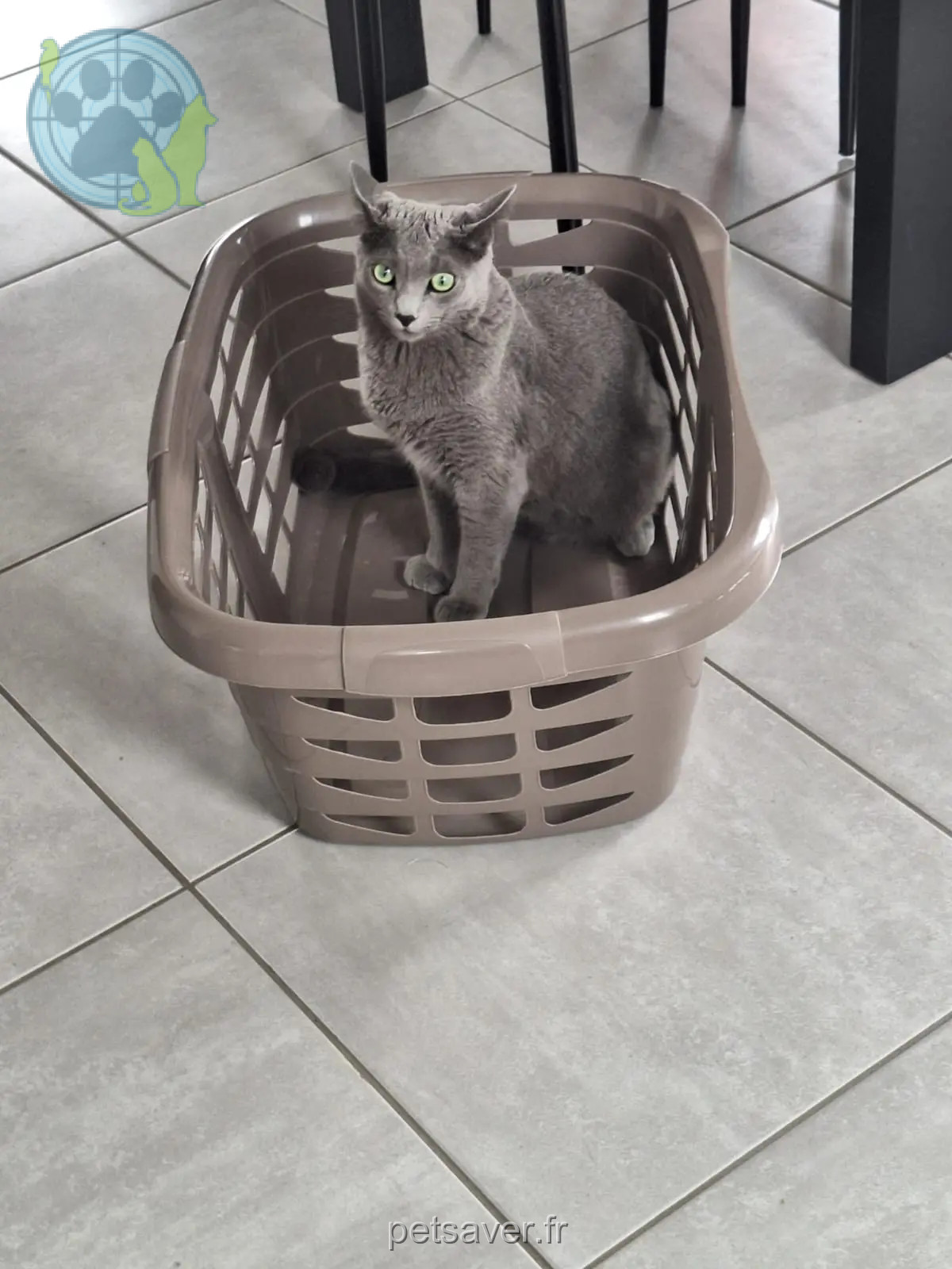 Kater wiedergefunden D 51 36230 Sarzay Ulysse Kater reunited D 51 36230 Sarzay Ulysse