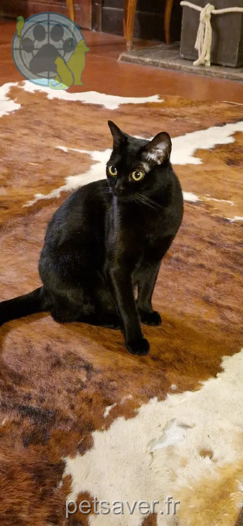 chat retrouvé D 51 36230 Sarzay Utch chat reunited D 51 36230 Sarzay Utch