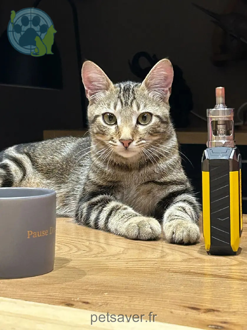 Chat Perdu 36 Indre Chat Perdu 36 Indre