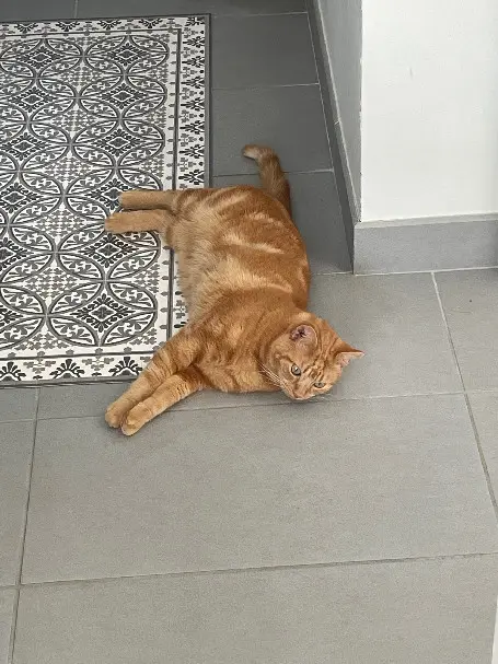 Chat Perdu 36 Indre - Zeugma Chat Perdu 36 Indre - Zeugma