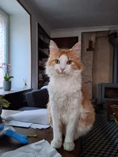 Chat Perdu 36 Indre Chat Perdu 36 Indre