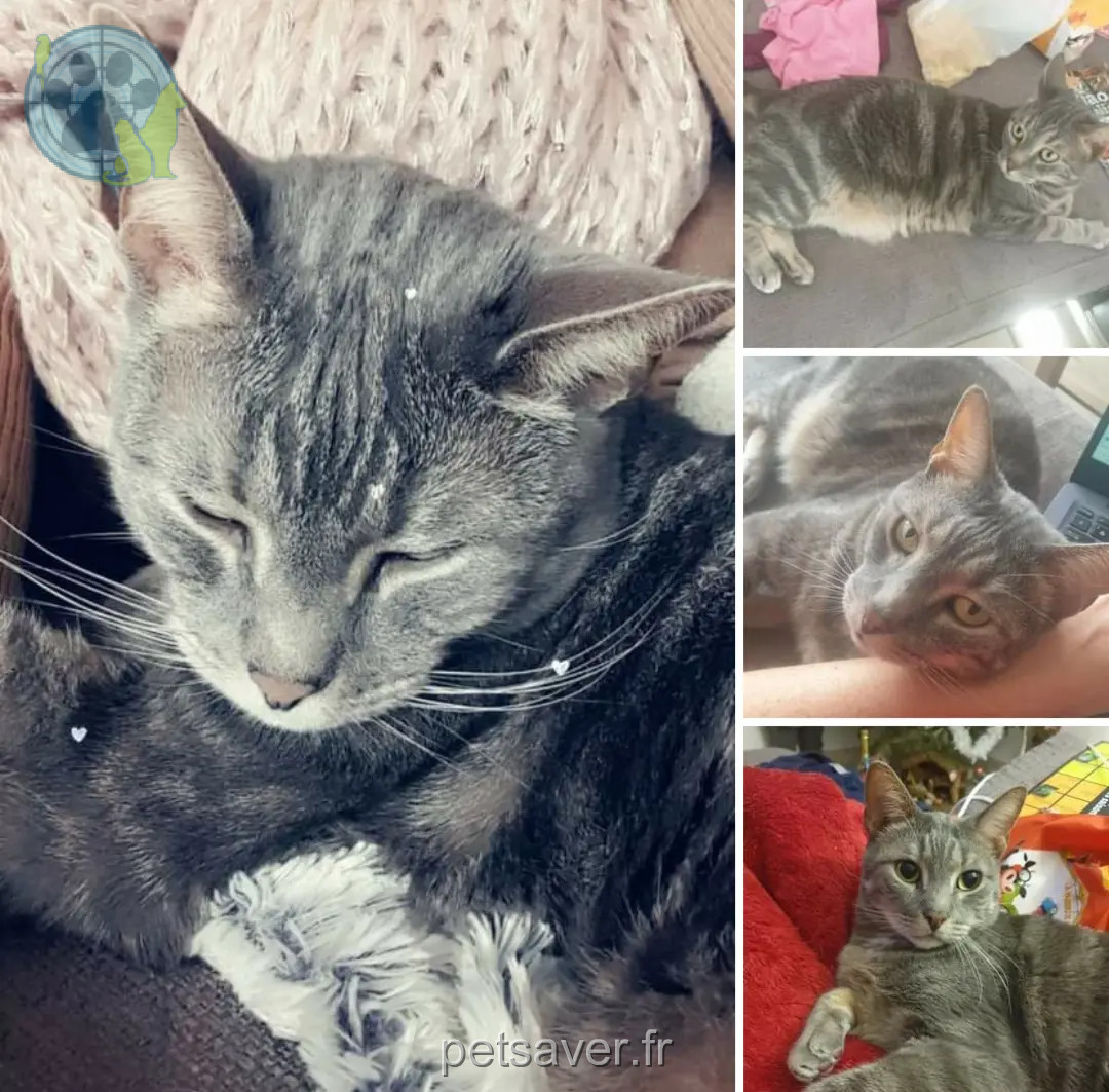 Chat Perdu 36 Indre Chat Perdu 36 Indre