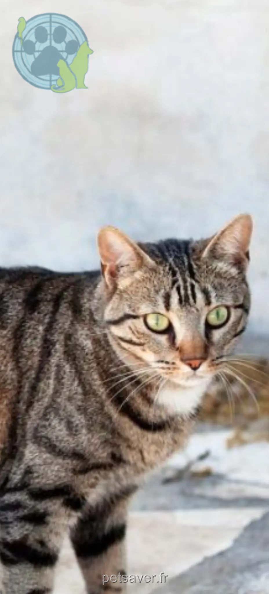 Chat Trouvé 36 Indre Chat Trouvé 36 Indre