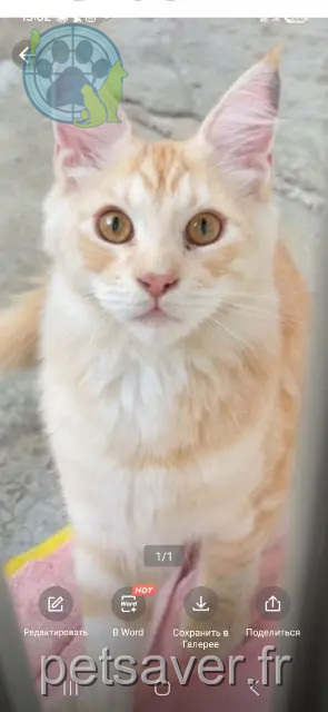chat reunited   36230 Sarzay Moufassa