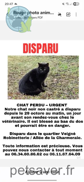 gato reunited   37250 Veigné Baghera