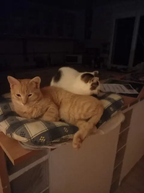 chat reunited    Beaumont-Louestault Moustique