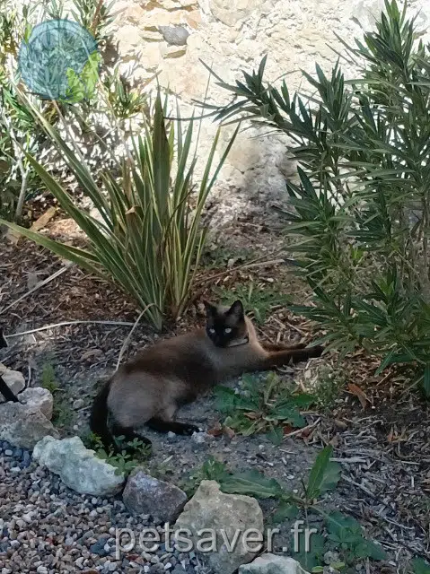 chat reunited 37230 Luynes Cannabis
