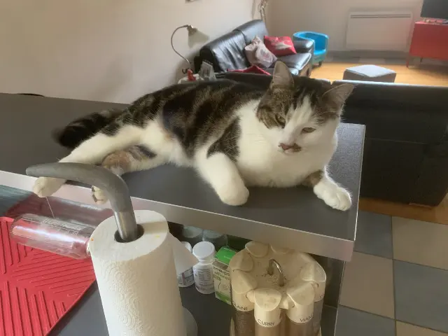 chat reunited   37230 Fondettes Conor