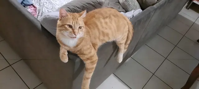 chat reunited   37130 Cinq-Mars-la-Pile Cosmo