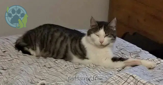 chat reunited   37230 Saint-Étienne-de-Chigny Evy