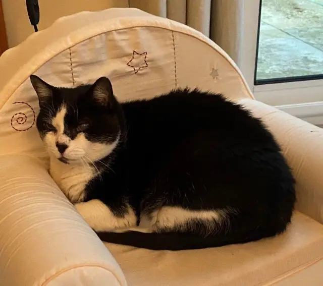 chat reunited   37550 Saint-Avertin Felix