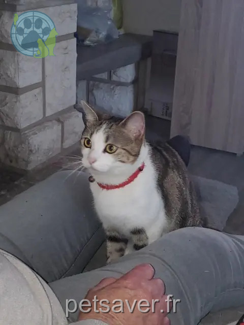 chat reunited 37700 Saint-Pierre-des-Corps Harvey