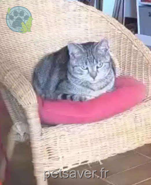 chat reunited   37500 Chinon Luke
