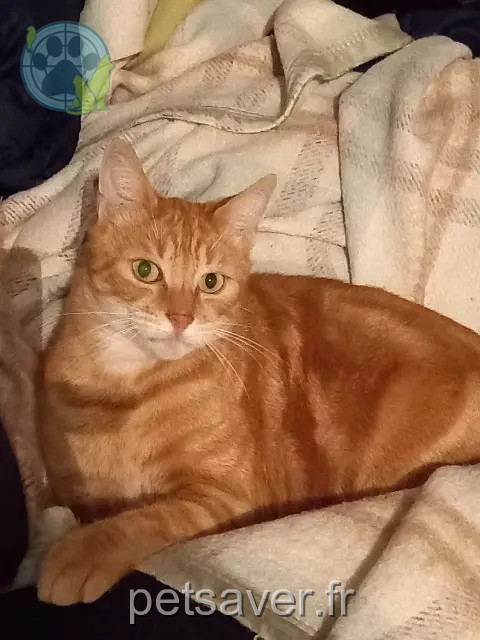 chat reunited   37310 Dolus-le-Sec Marty