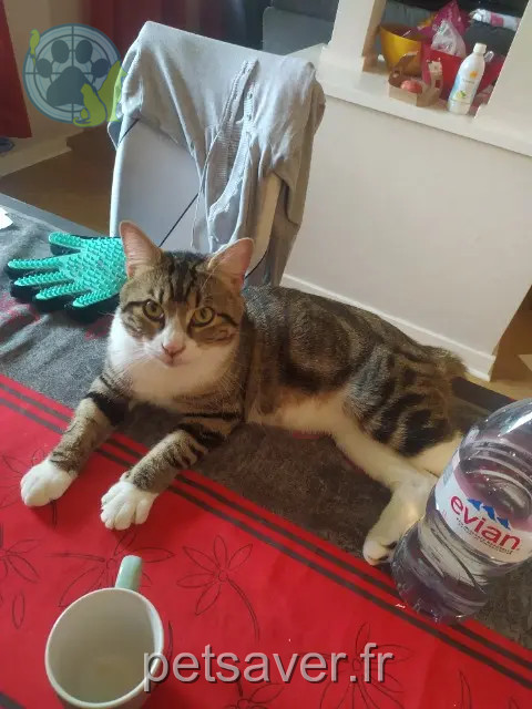 chat reunited 37540 Saint-Cyr-sur-Loire Neko