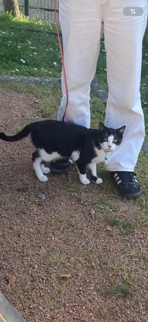 chat reunited   37320 Esvres Neos