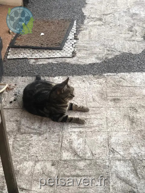 chat reunited 37390 Charentilly Obama