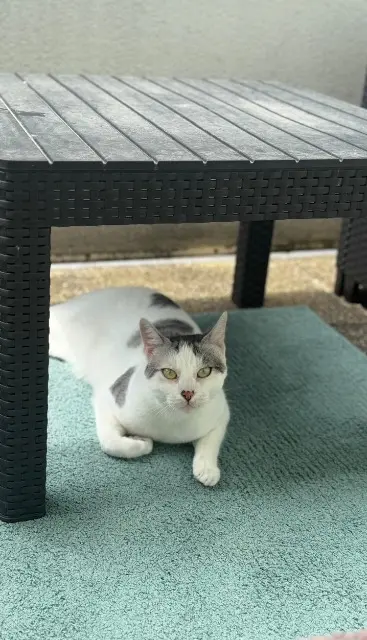 chat reunited   37270 Montlouis-sur-Loire Osiris