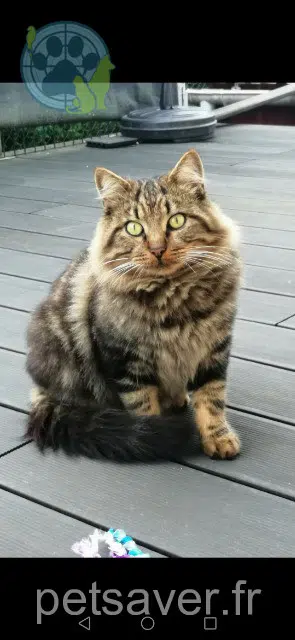 chat reunited   37380 Nouzilly Pafouil