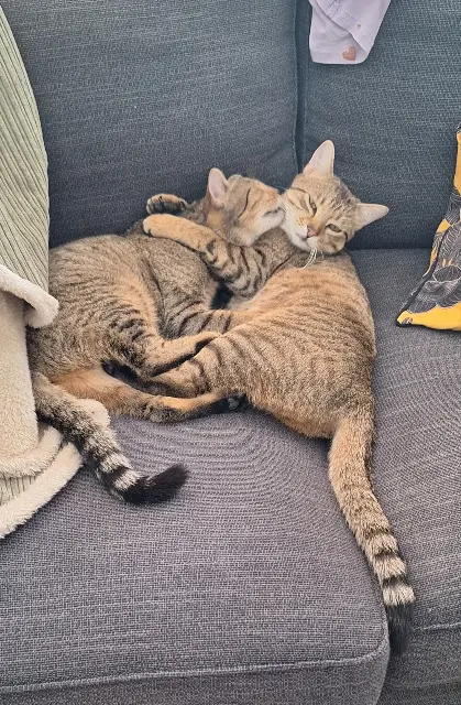 chat reunited   37260 Monts Patapouf