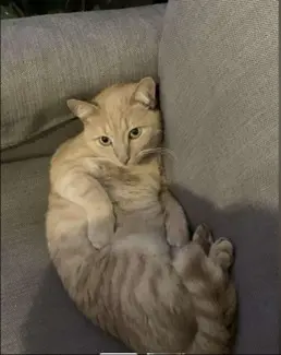 chat reunited   37320 Esvres PATRICK
